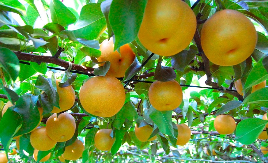 温暖な気候を生かした梨の早期出荷産地：イメージ